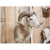 Image 4 : Mouflon Cross Ram Sheep Shoulder Mount Taxidermy