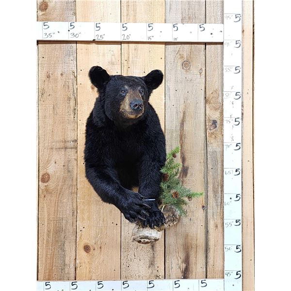 Nice Little Juvenile Black Bear Half Body Taxidermy Mount