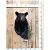Image 1 : Nice Little Juvenile Black Bear Half Body Taxidermy Mount