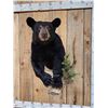 Image 2 : Nice Little Juvenile Black Bear Half Body Taxidermy Mount