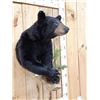 Image 3 : Nice Little Juvenile Black Bear Half Body Taxidermy Mount