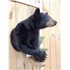 Image 4 : Nice Little Juvenile Black Bear Half Body Taxidermy Mount