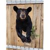 Image 5 : Nice Little Juvenile Black Bear Half Body Taxidermy Mount