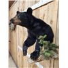 Image 6 : Nice Little Juvenile Black Bear Half Body Taxidermy Mount