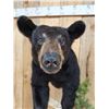 Image 7 : Nice Little Juvenile Black Bear Half Body Taxidermy Mount