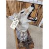 Image 10 : Howling Coyote Full Body Taxidermy Mount