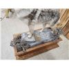 Image 11 : Howling Coyote Full Body Taxidermy Mount