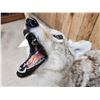 Image 12 : Howling Coyote Full Body Taxidermy Mount