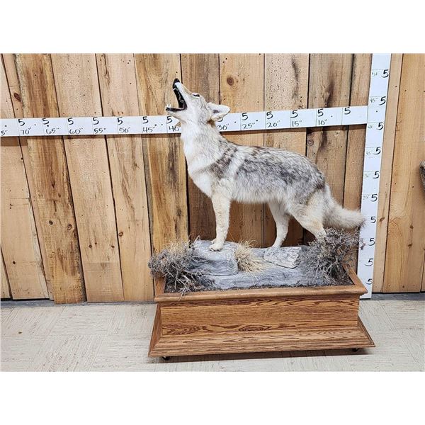 Howling Coyote Full Body Taxidermy Mount