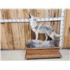 Image 1 : Howling Coyote Full Body Taxidermy Mount