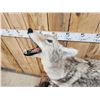 Image 2 : Howling Coyote Full Body Taxidermy Mount