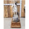 Image 3 : Howling Coyote Full Body Taxidermy Mount