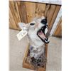 Image 4 : Howling Coyote Full Body Taxidermy Mount