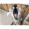 Image 5 : Howling Coyote Full Body Taxidermy Mount