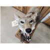 Image 6 : Howling Coyote Full Body Taxidermy Mount