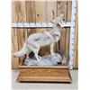 Image 7 : Howling Coyote Full Body Taxidermy Mount