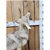 Image 8 : Howling Coyote Full Body Taxidermy Mount