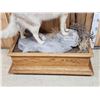Image 9 : Howling Coyote Full Body Taxidermy Mount