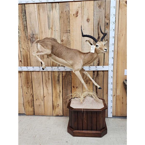 African Impala Full Body Taxidermy Mount