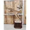 Image 1 : African Impala Full Body Taxidermy Mount