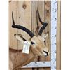 Image 2 : African Impala Full Body Taxidermy Mount