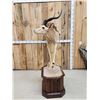 Image 4 : African Impala Full Body Taxidermy Mount