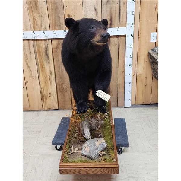 Nice Black Bear Full Body Taxidermy Mount