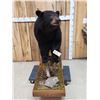 Image 1 : Nice Black Bear Full Body Taxidermy Mount
