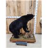 Image 2 : Nice Black Bear Full Body Taxidermy Mount