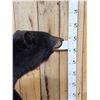 Image 3 : Nice Black Bear Full Body Taxidermy Mount