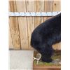 Image 4 : Nice Black Bear Full Body Taxidermy Mount
