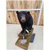 Image 5 : Nice Black Bear Full Body Taxidermy Mount