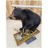 Image 6 : Nice Black Bear Full Body Taxidermy Mount
