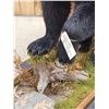 Image 7 : Nice Black Bear Full Body Taxidermy Mount