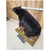 Image 8 : Nice Black Bear Full Body Taxidermy Mount