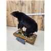 Image 9 : Nice Black Bear Full Body Taxidermy Mount