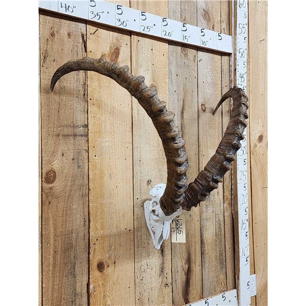 Big Ibex Skull Taxidermy