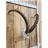 Image 1 : Big Ibex Skull Taxidermy