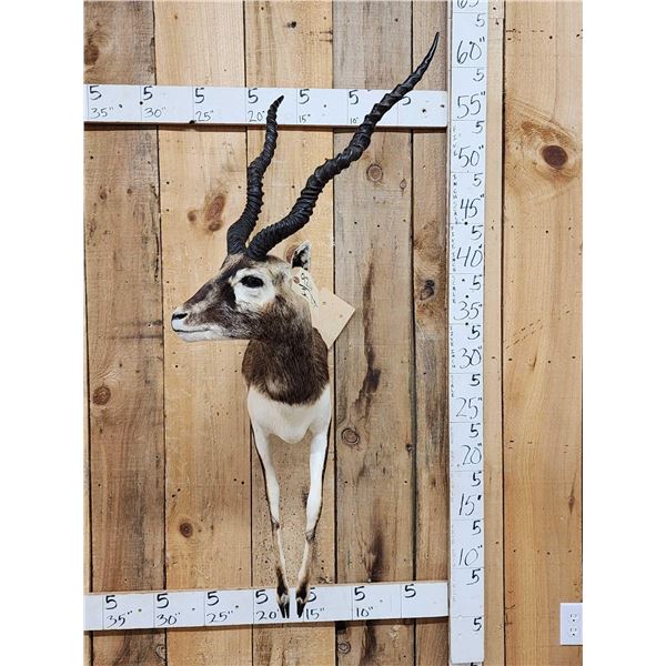 Indian Black Buck Half Body Taxidermy Mount