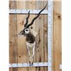 Image 1 : Indian Black Buck Half Body Taxidermy Mount