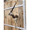 Image 2 : Indian Black Buck Half Body Taxidermy Mount