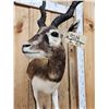 Image 3 : Indian Black Buck Half Body Taxidermy Mount