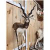 Image 4 : Indian Black Buck Half Body Taxidermy Mount