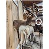 Image 5 : Indian Black Buck Half Body Taxidermy Mount