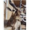 Image 6 : Indian Black Buck Half Body Taxidermy Mount