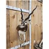 Image 7 : Indian Black Buck Half Body Taxidermy Mount