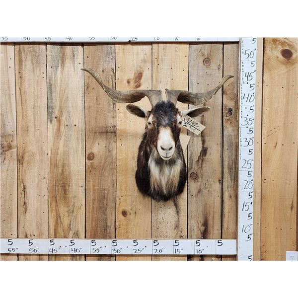 Hawaiian Feral Goat Shoulder Mount Taxidermy