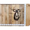 Image 1 : Hawaiian Feral Goat Shoulder Mount Taxidermy