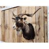 Image 2 : Hawaiian Feral Goat Shoulder Mount Taxidermy