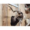 Image 3 : Hawaiian Feral Goat Shoulder Mount Taxidermy